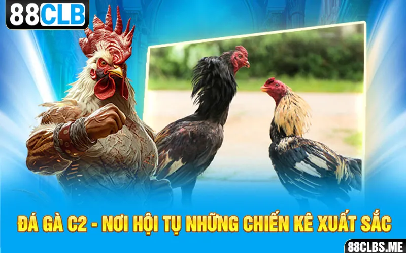 Đá Gà C2 - nơi hội tụ những chiến kê xuất sắc