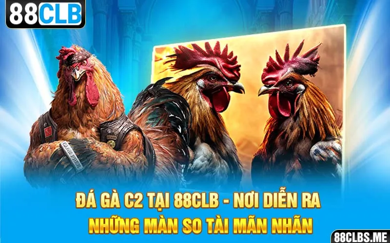 Đá Gà C2 tại 88CLB - nơi diễn ra những màn so tài mãn nhãn