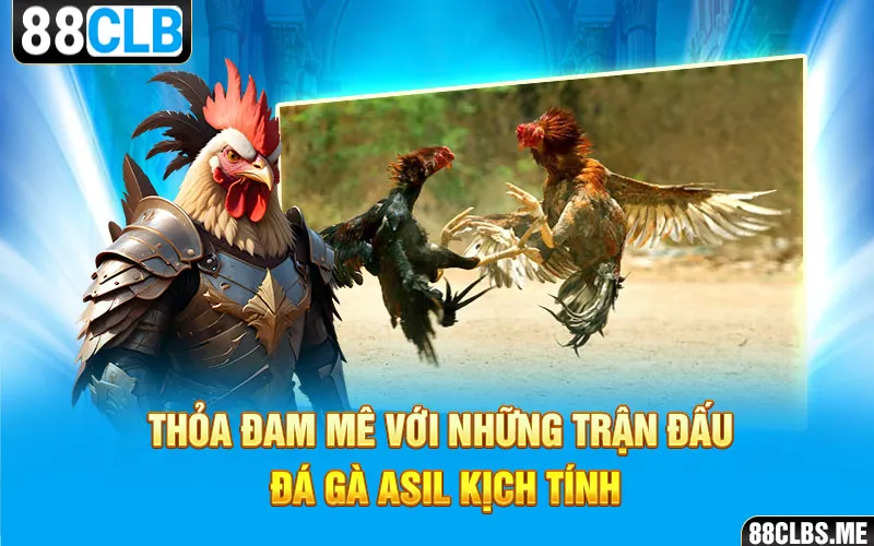 Thỏa đam mê với những trận đấu đá gà Asil kịch tính