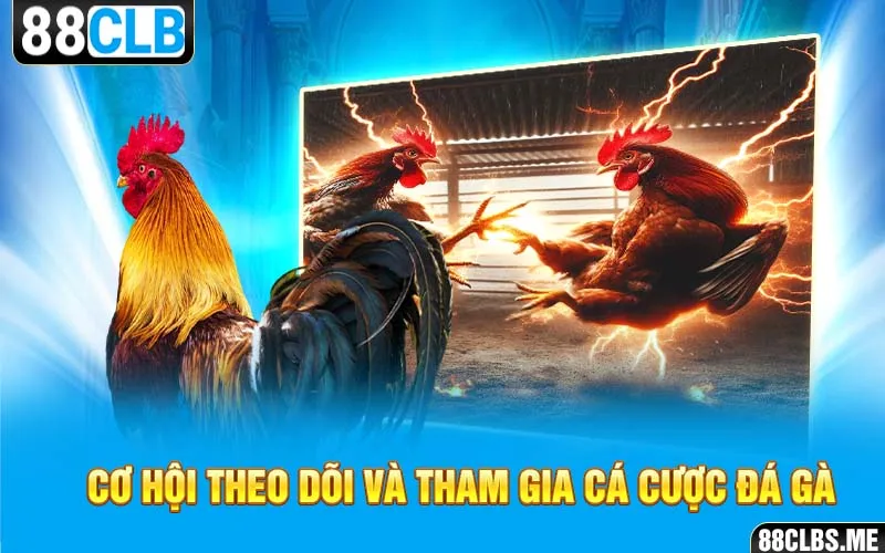 Cơ hội theo dõi và tham gia cá cược đá gà