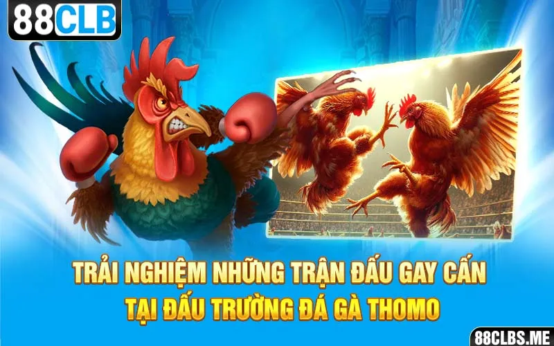 Trải nghiệm những trận đấu gay cấn tại Đấu Trường Đá Gà Thomo